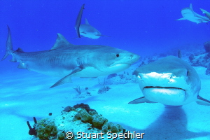 Tiger sharks coming and going. by Stuart Spechler 